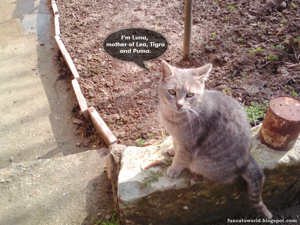 The Cats World By Ogo Bob Luna Cat the-cats-world-by-ogo-bob-luna-cat