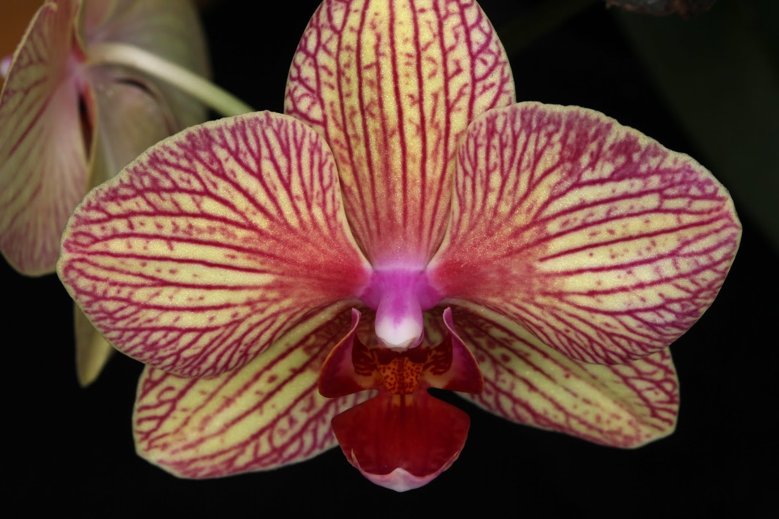 фаленопсис калейдоскоп.