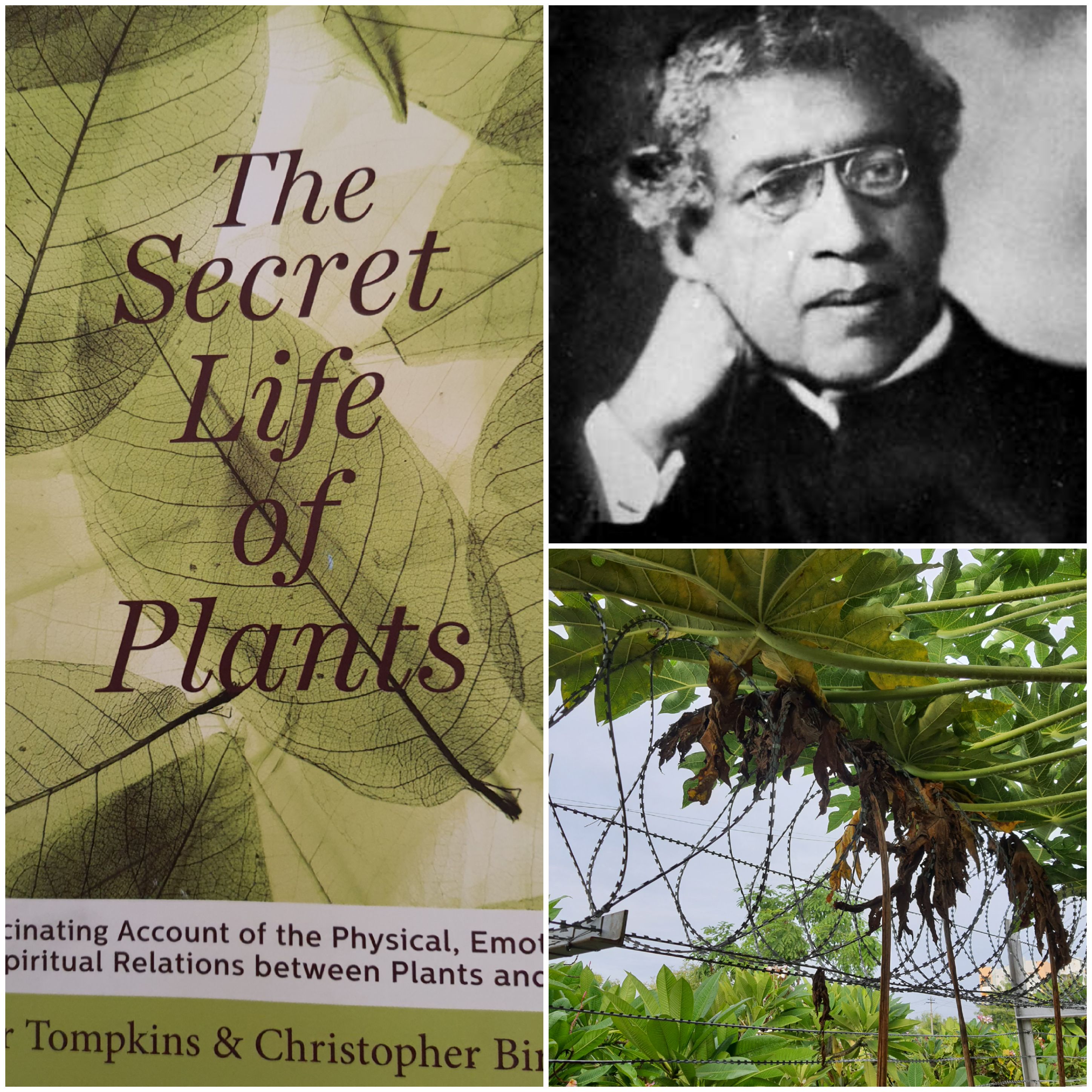 Do plants have emotions???