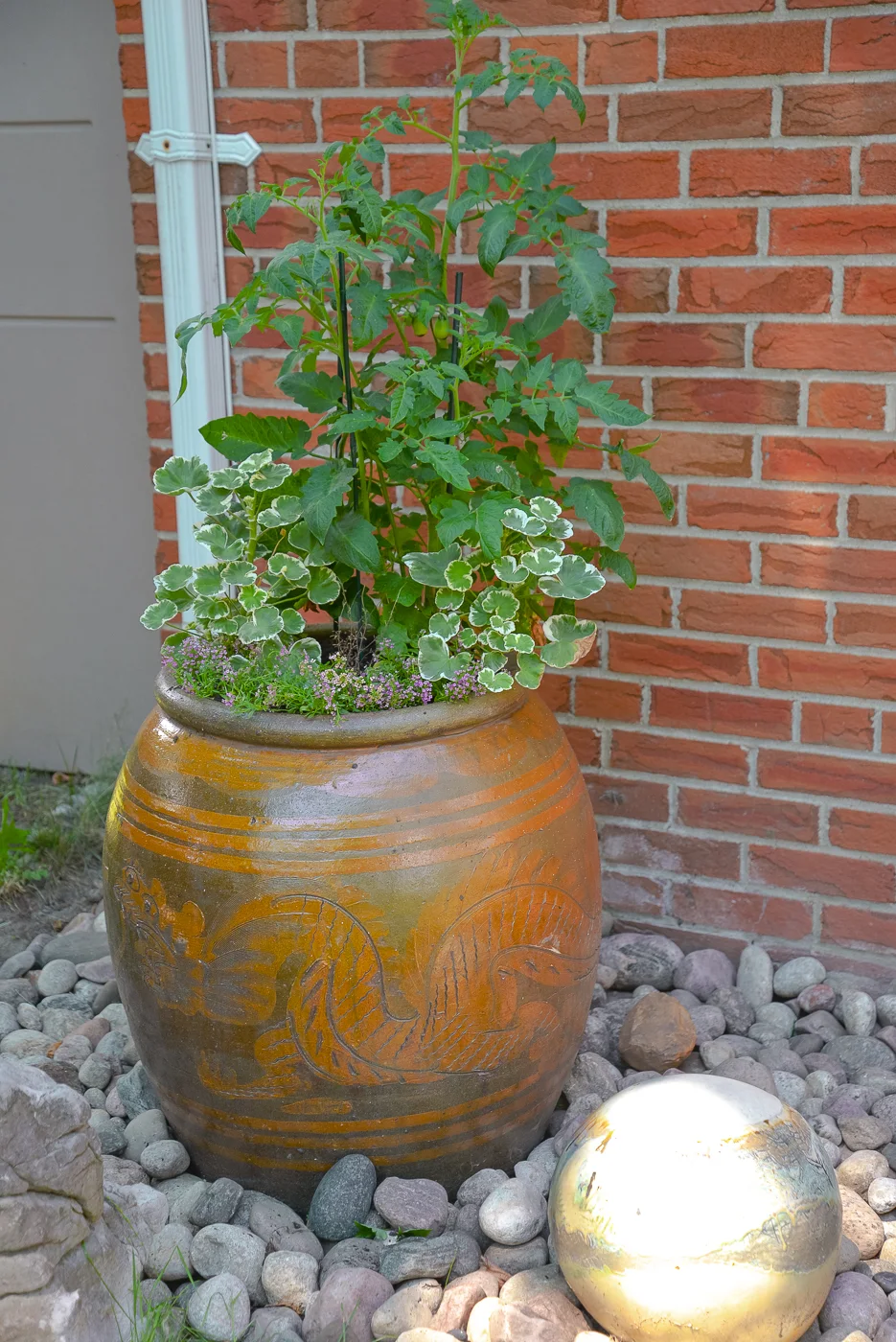 tomato plant in planter, tomato plant and geraniums, tomato plant urn