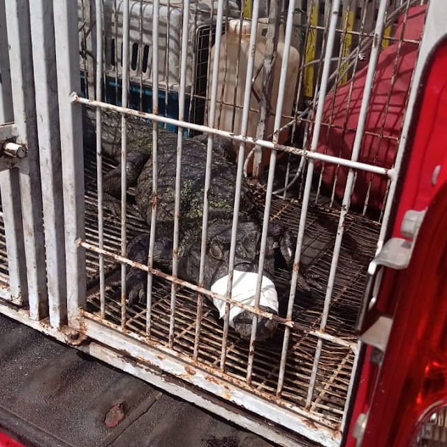 Guarnição de hoje (04.06.2021) realizou o resgate de um jacaré localizado bairro São Cristóvão. O animal estava em via pública quando populares o avistaram e imediatamente chamaram o Batalhão de Bombeiros Ambiental. O Jacaré foi levado ao CETAS onde será tratado, alimentado e devolvido a natureza.