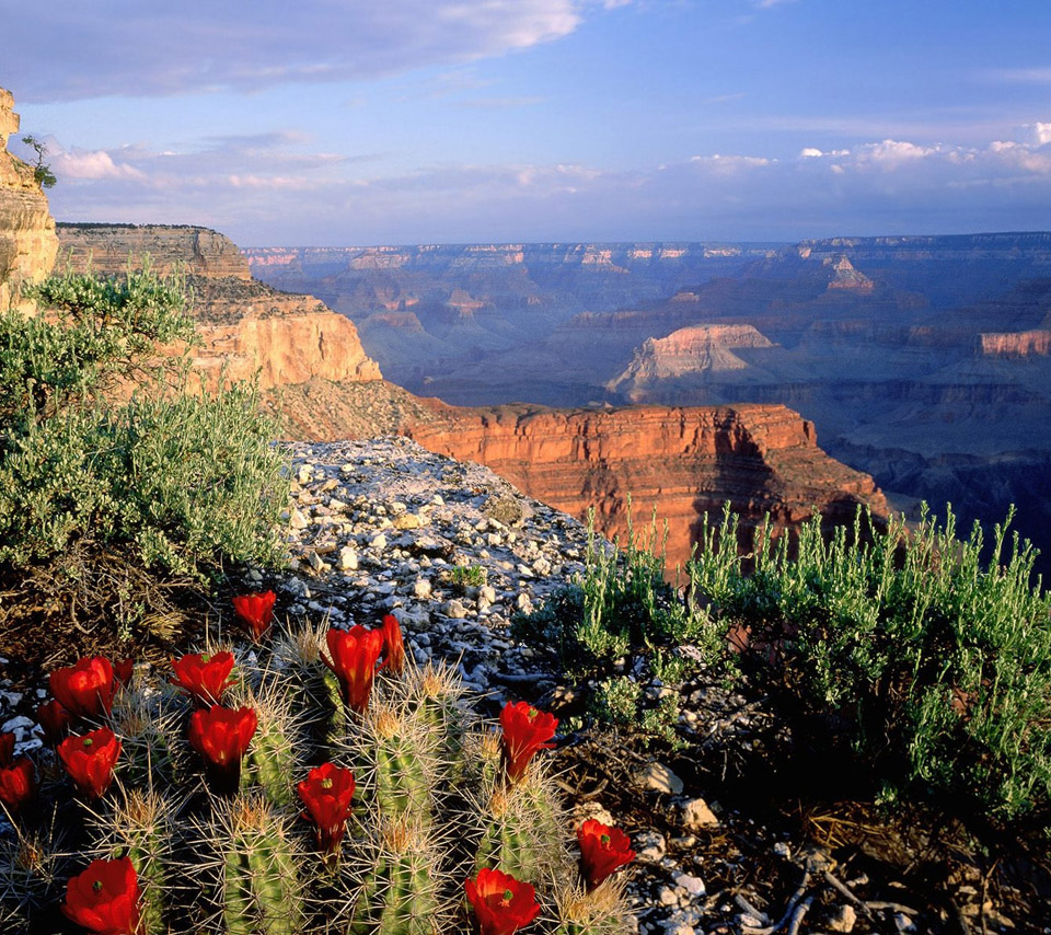 flowers for flower lovers.: Flowers sceneries wallpapers