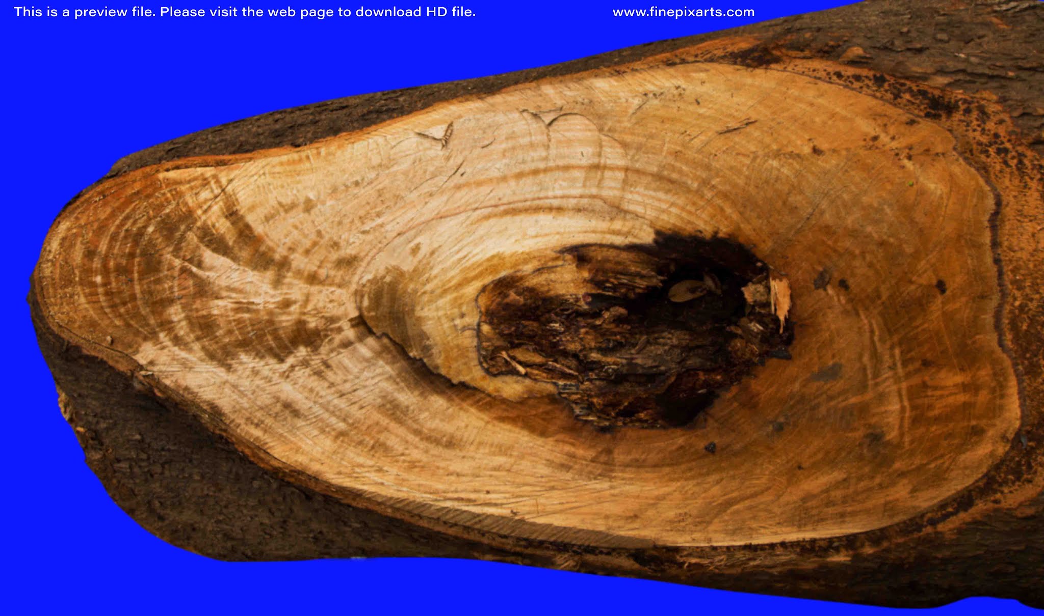 Wood Tree Trunk texture 00003