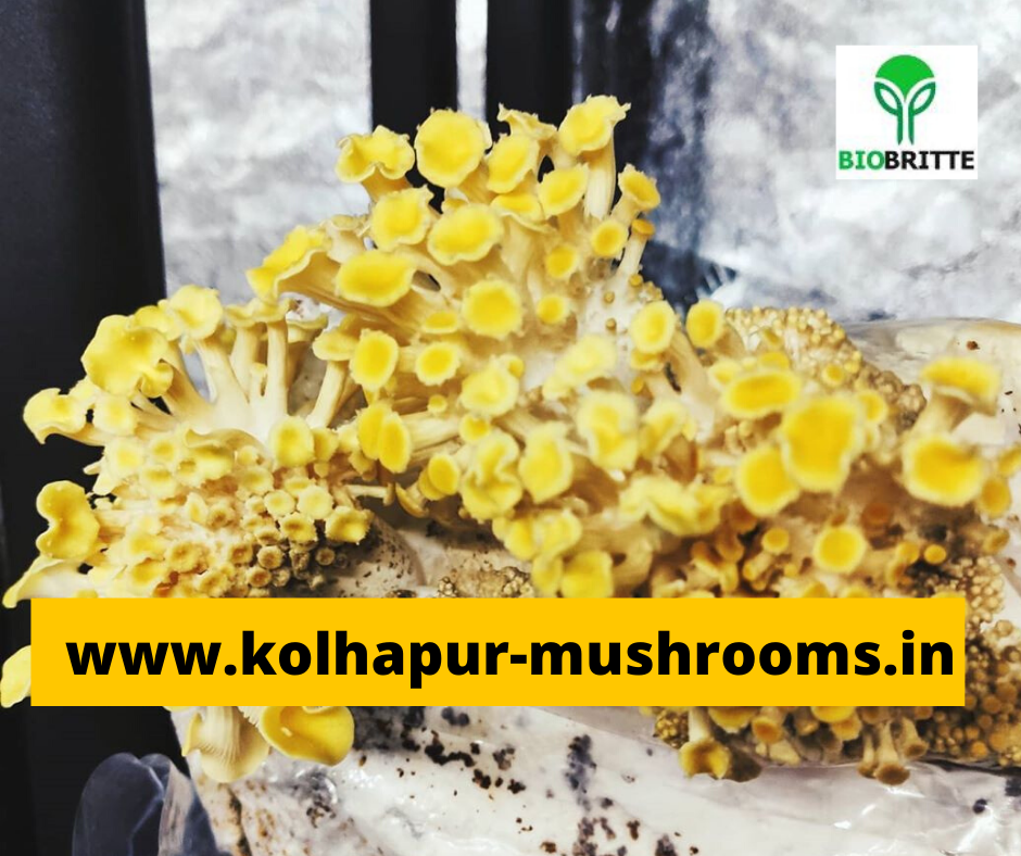 Mushroom spawn shop in Pune spawn supplier spawn lab mushroom