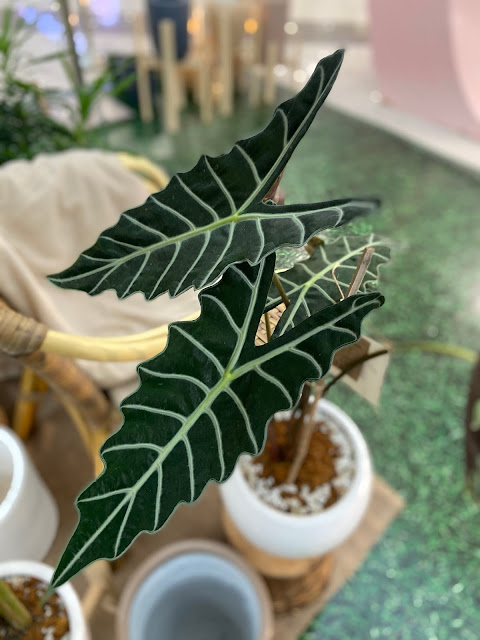 SM CENTER PULILAN LEAD IN HELPING LOCAL PLANT GROWERS