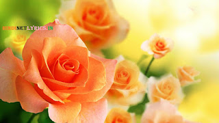 Orange Rose for rose day