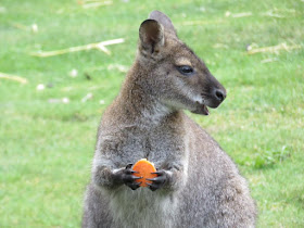 Wallaby eating carrot