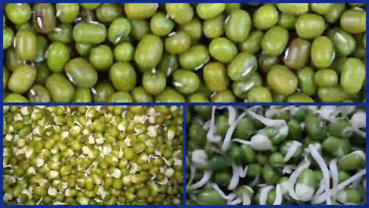 முளை கட்டிய பச்சை பயரில் அடங்கியுள்ள சத்துக்கள் முளை கட்டிய பச்சை பயறு