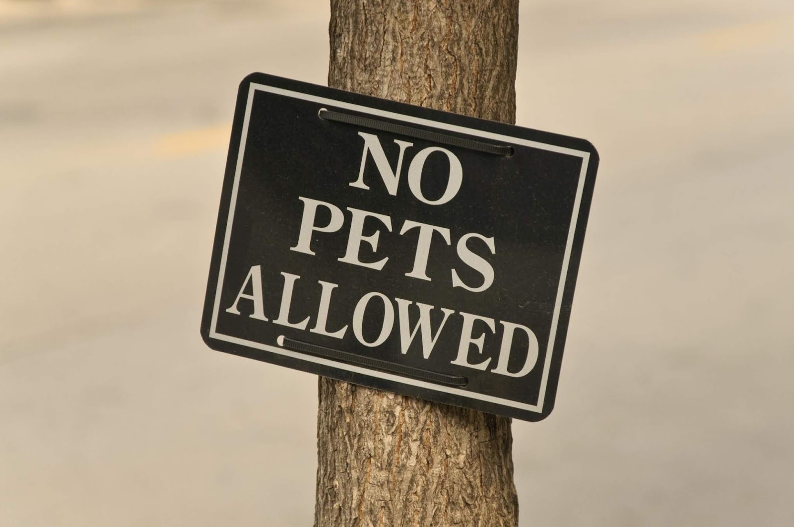Pets allowed