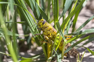 Locust attack Locust attack in India, History of Locust attack, Cause of attack, Solutions -MergeZone