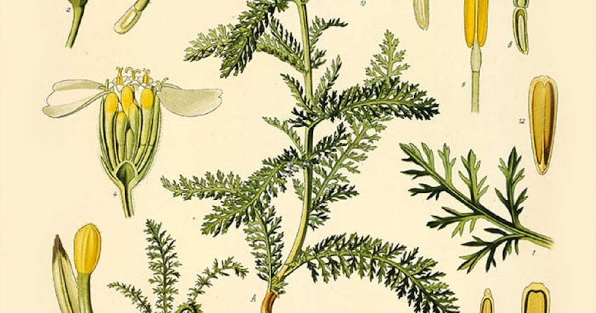 Show 43: The Chamomile Family