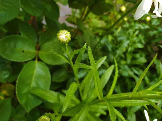 Margarita mayor (Leucanthemum vulgare Lam. o Chrysanthemum leucanthemum L.).