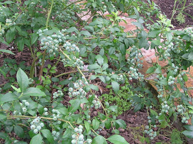 Vaccinium  corymbosum