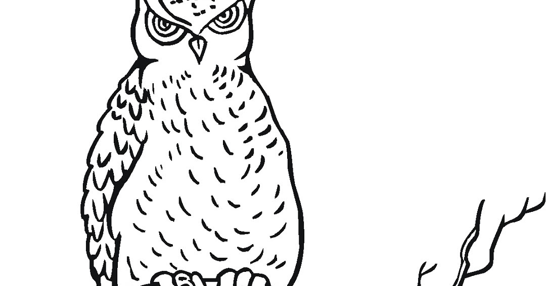 Sketsa Gambar Burung Hantu Terbaru gambarcoloring