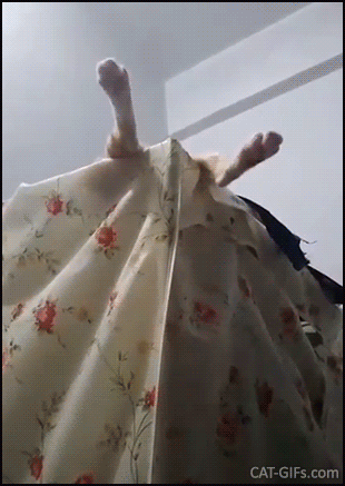 Funny Cat GIF • HaHa exhausted cat sleeping with funny hind legs. Her relaxation level is so high Funny Cat GIF • HaHa exhausted cat sleeping with funny hind legs. Her relaxation level is so high
