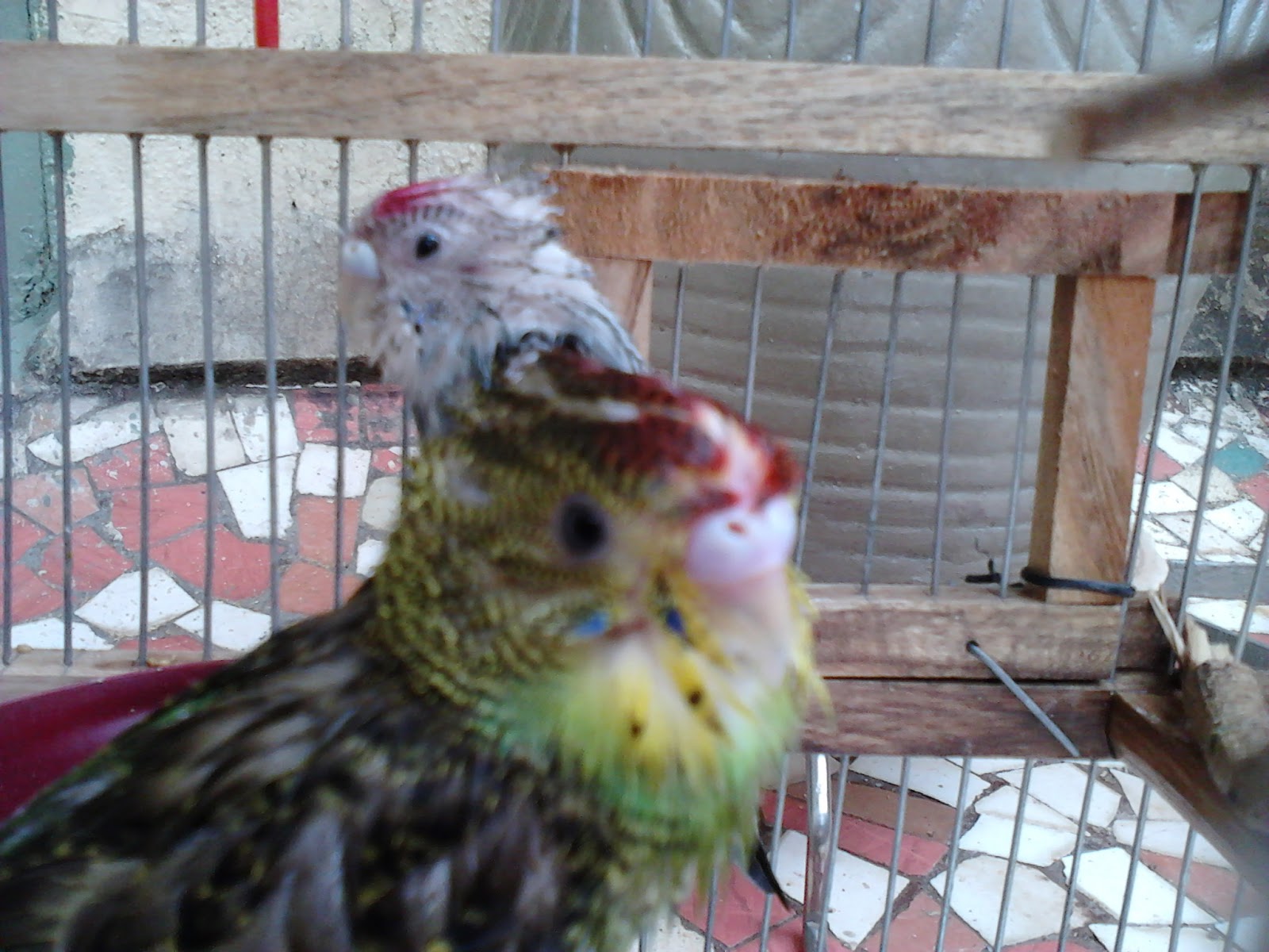 Garden Care Simplified Love Birds Pets Behaviour Guide Bathing Feeding