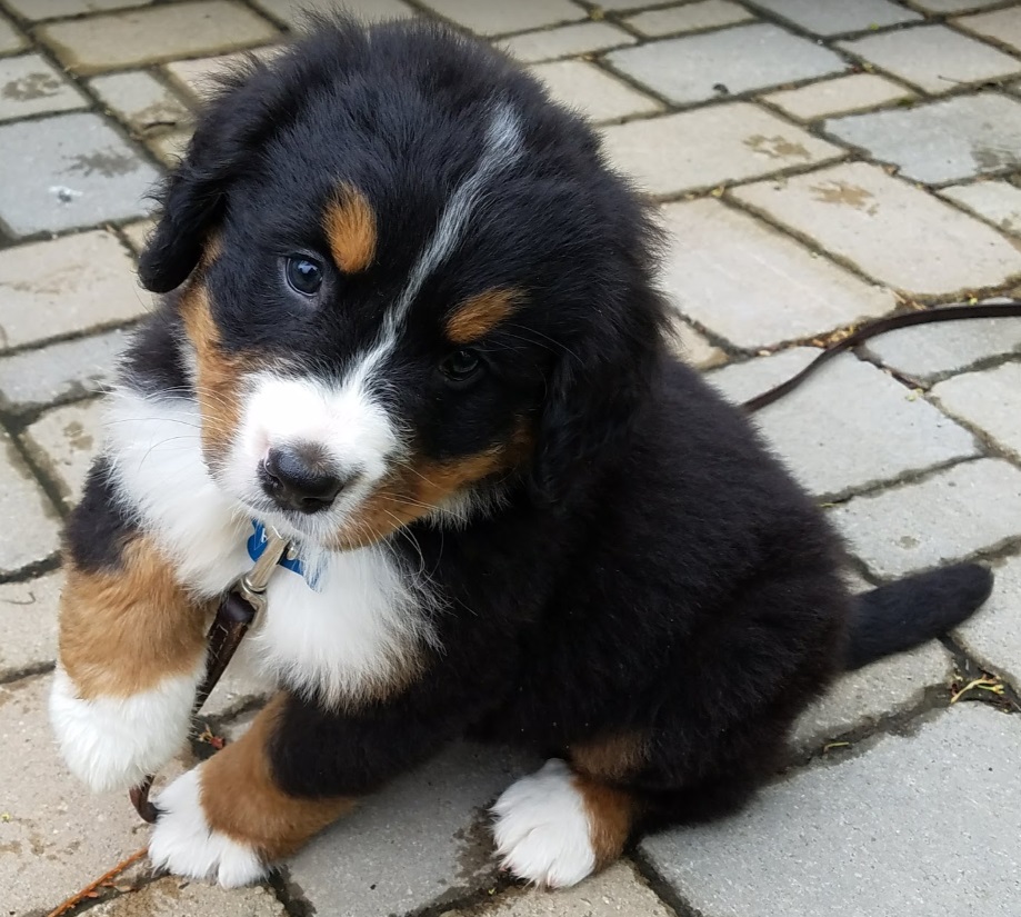 cutest puppy in the world 2018