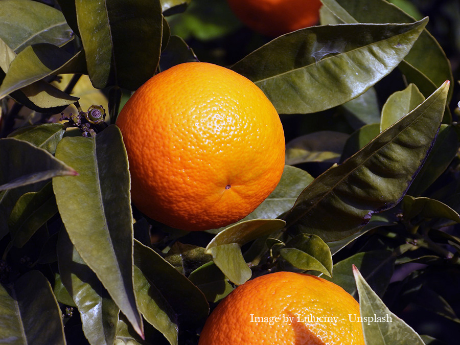 Oranges on an orange tree Eating habits, how they can weaken your immune system. Picture of oranges on a tree.
