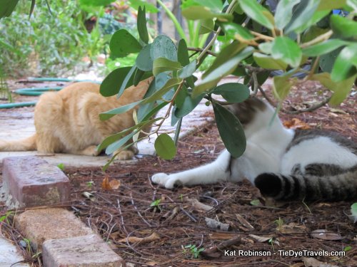 Tie Dye Travels with Kat - Author, Arkansas Food Historian, TV Host and Best Loved Traveler: Hemingway's Cats at His Key West Home.