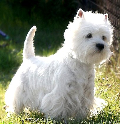 All Dog Breed Information: West Highland White Terrier - Westie