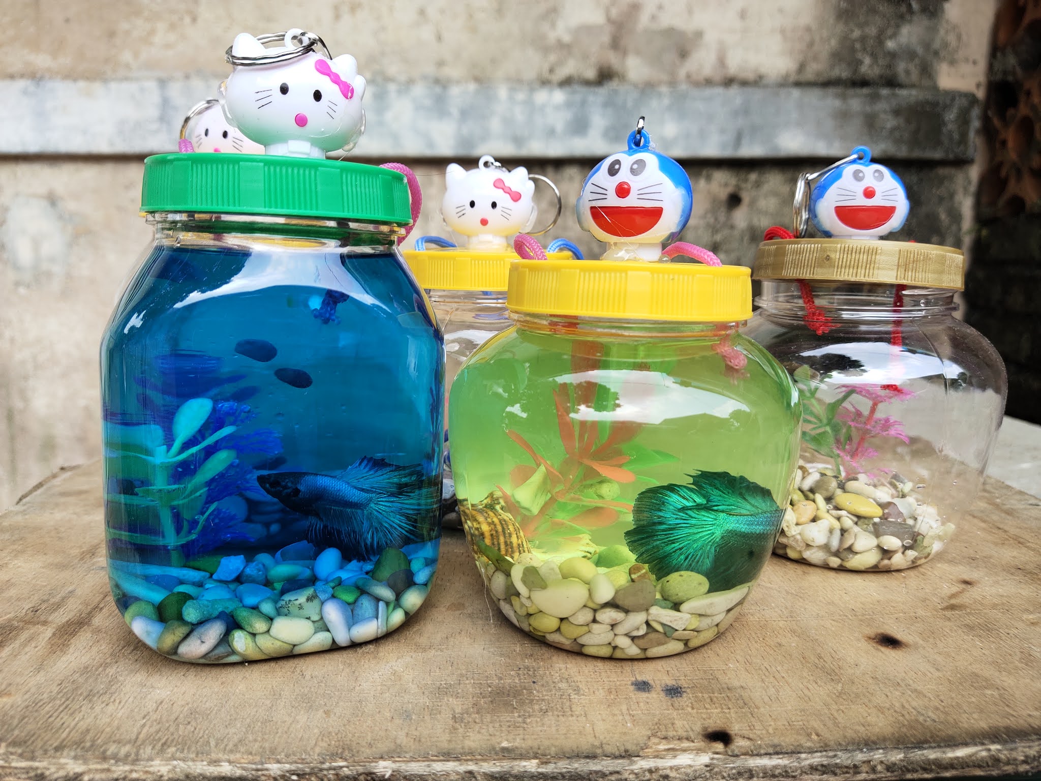 12+ Akuarium Kecil Ikan Cupang Pictures