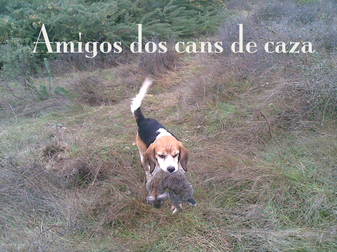AMIGOS DOS CANS DE CAZA La Federación de Caza pide un cambio de AMIGOS DOS CANS DE CAZA La Federación de Caza pide un cambio de