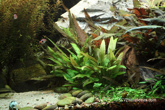 Water Trumpets Cryptocoryne Wendtii Green + Cryptocoryne parva