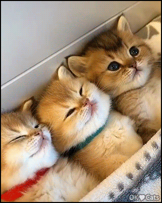 Cute Cat GIF • What a beautiful bunch of kitties chilling out! So cuuuute babies [cat-gifs.com]