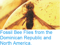 http://sciencythoughts.blogspot.co.uk/2015/11/fossil-bee-flies-from-dominican.html