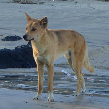 Palace Adventures Blog: 8 Ways to Protect Our Native Dingoes - and