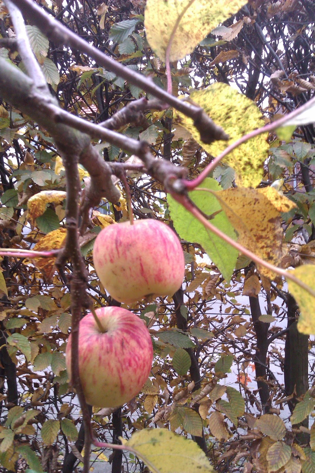 Frau Frieda: Apfel-Marzipan-Tarte Frau Frieda: Apfel-Marzipan-Tarte