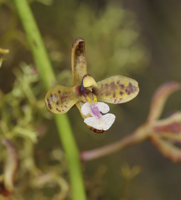 Acriopsis Id Plantae