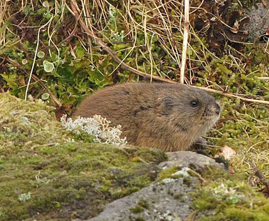 Brown lemming, rodent