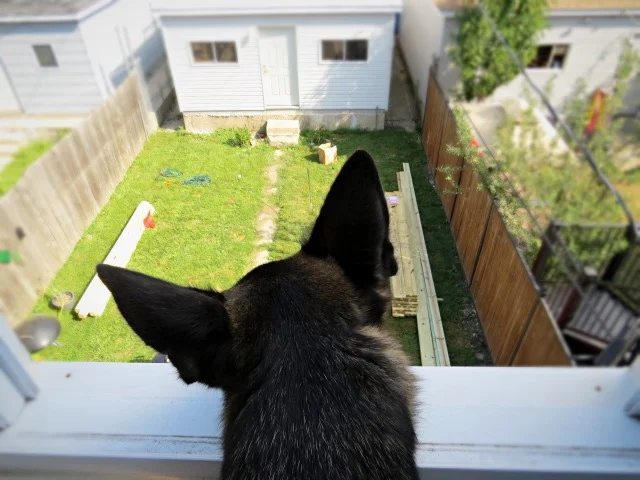 Finn looking out window into backyard