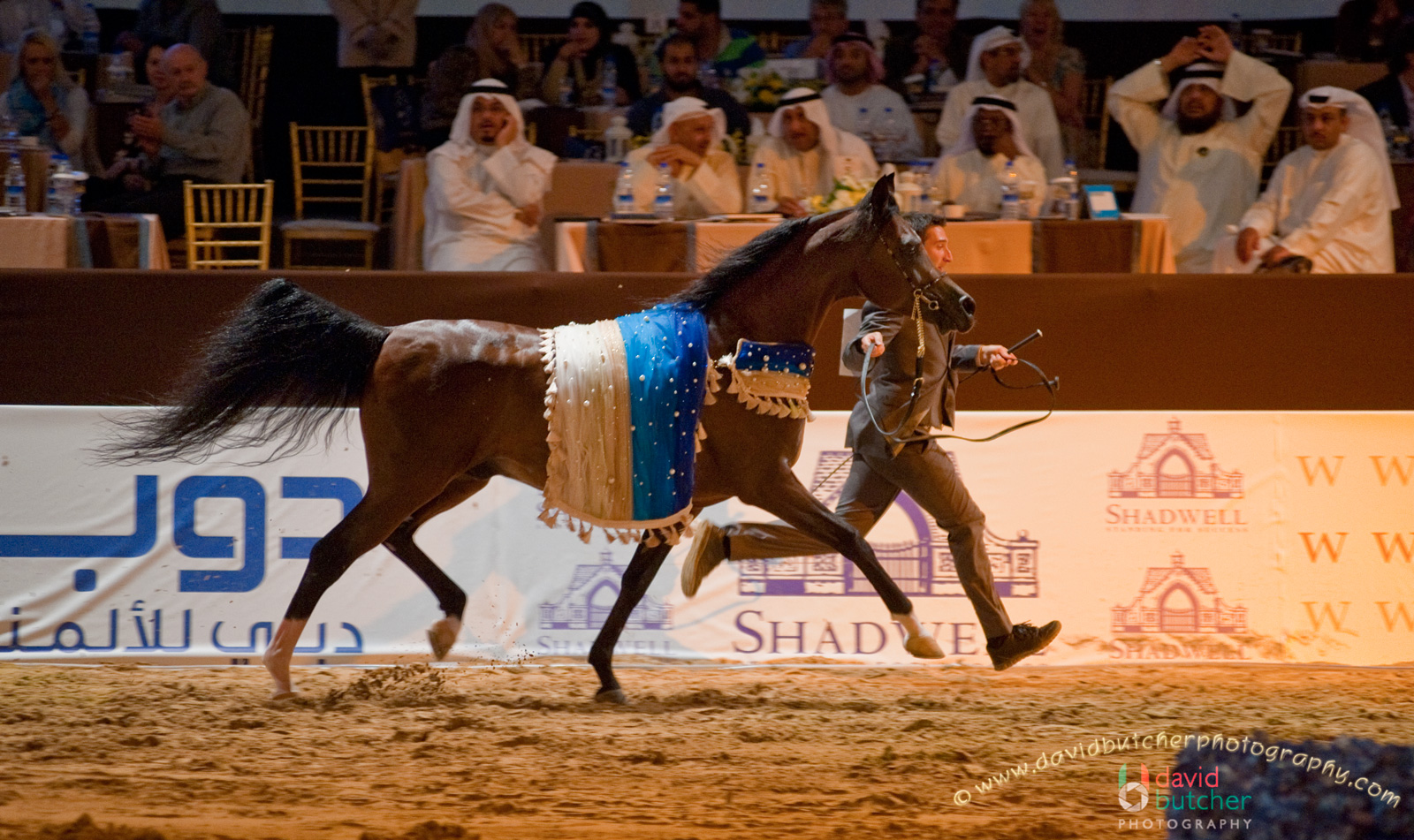 David Butcher Photography International Arabian Horse Championship, Dubai