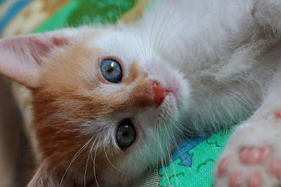 alt="gatito rubio de ojos azules"