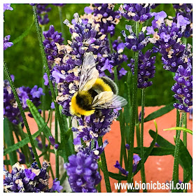 More Bees @BionicBasil® The Pet Parade