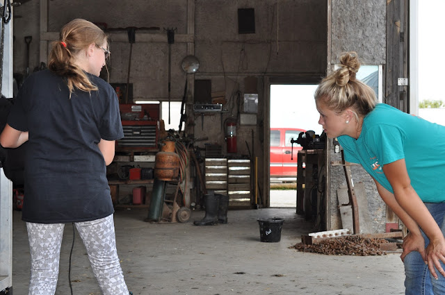 How Do We Prep Our Calves for the County Fair 