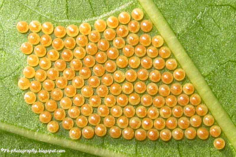 Moth Eggs Pictures | Nature, Cultural, and Travel Photography Blog