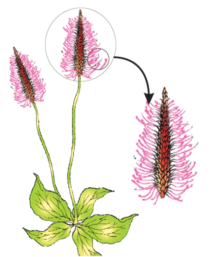 PrepBiology REPRODUCTION in ANGIOSPERMS POLLINATION