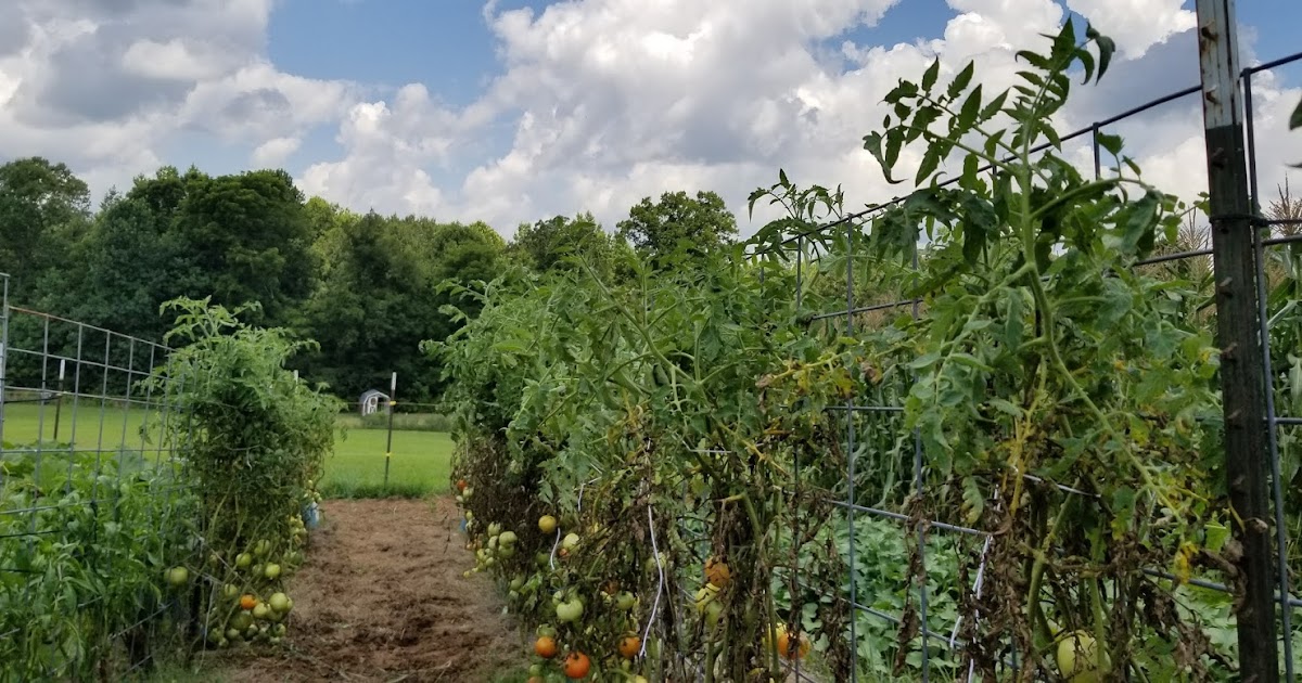 4 D Farms Growing Tomatoes , Extending Your Season