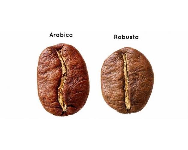 Arabica Kahve ve Robusta Kahve Nedir ? KAHVEKAFE Kahve Dünyasından