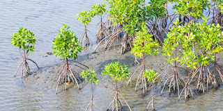 ما هي أشجار المانجروف - فوائد شجرة mangrove - افضل بيئة لنمو