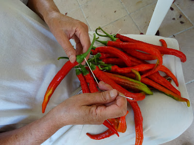 COSIENDO PIMIENTOS PARA COLGAR y CONSERVAR