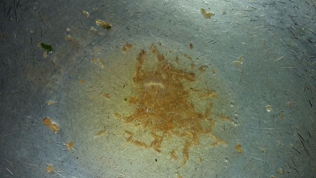 Butter-jeera Butter-jeera