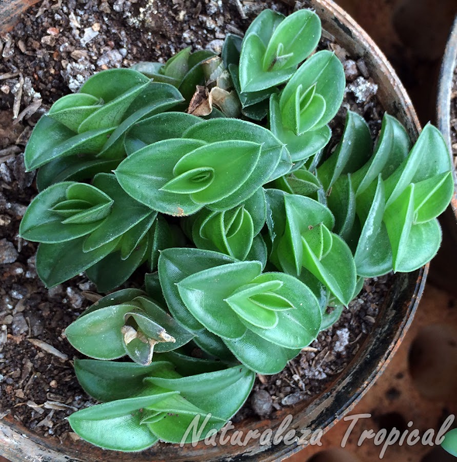 La pequeña suculenta Tradescantia navicularis (sin. Callisia navicularis)