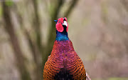 Colourful Pheasant Birds HD