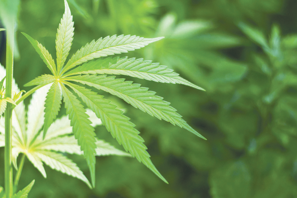 A  Review of Ayurveda Medicinal Value of Cannabis ( part 01) by Dr (Mrs.) Nadeeka S. Perera – Dunedin