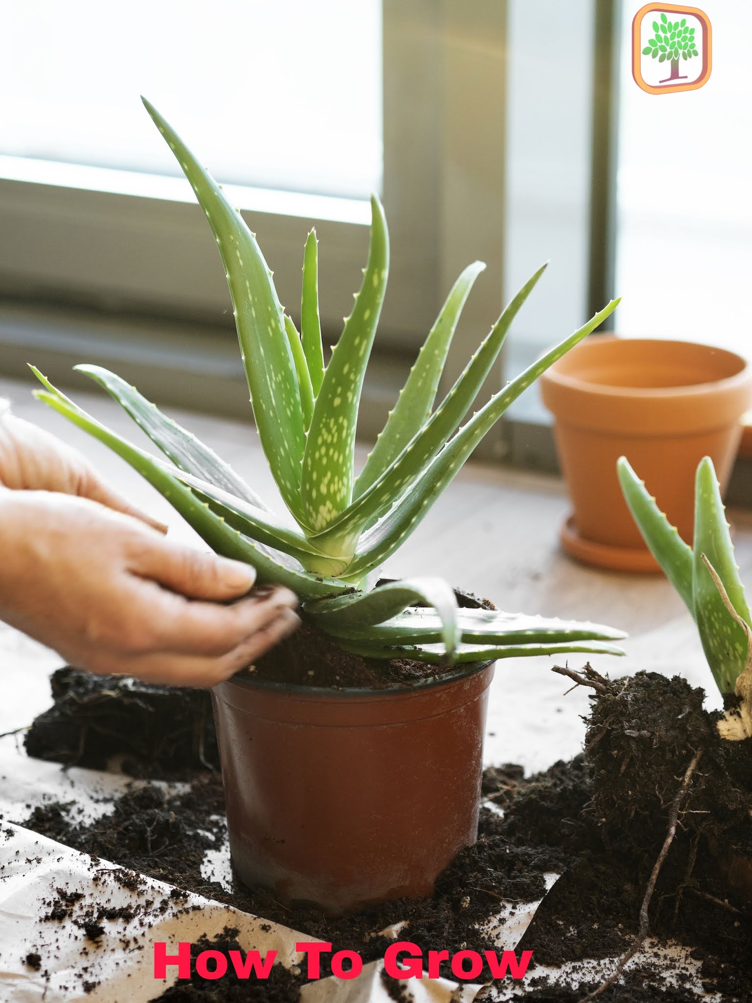 How to Grow an Aloe Vera Plant