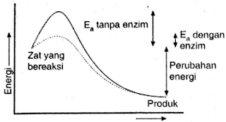 Perhatikan grafik mekanisme kerja enzim berikut! Pernyataan berikut